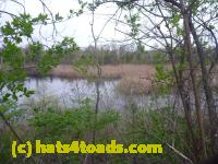/home//u458753944/public_html/sourcegallery///Roxborough Toad Detour/2013-2019/2013/2013-04-18/P1120170.JPG